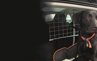 Trasporto amici a quattro zampe