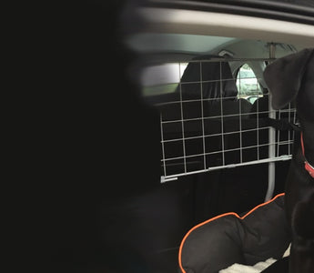 Trasporto amici a quattro zampe