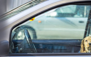 Una trappola mortale per i nostri quattrozampe