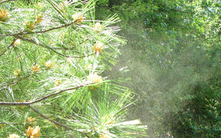 Allergie, rischi in auto