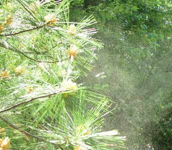 Allergie, rischi in auto