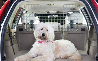 Quattrozampe in auto